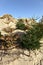 Sand dune Christmas tree recycling