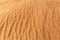 Sand dune close-up texture with ripples and wrinkles, United Arab Emirates