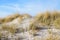 Sand dune with dry marram grass Ammophila arenaria on a sunny