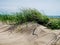 Sand Dune Grass, Black Rock Sands