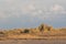 Sand dune marram grass border. Desert island coast background image.