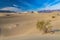 Sand dune, Mesquite Sand Dunes, Death Valley, California. Rippled pattern in the sand. Plant on top of rise.