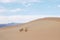 Sand dune nature background with little plants