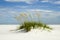 Sand Dune, Santa Rosa Island