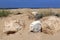 Sand dune on the shores of the Mediterranean Sea in northern Israel