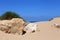 Sand dune on the shores of the Mediterranean Sea in northern Israel