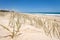 Sand Dune Spinifex and waves on tan sandy beach