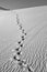 Sand dune in sunrise in the sonoran desert with human footsteps in the sand