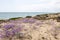 sand dune vegetation