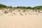 Sand dune vegetation