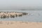 Sand dunes on the beach and colony of seabirds