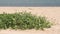 Sand dunes on the beach and Sea Rocket flowers in bloom, beautiful pink wildflowers
