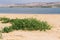 Sand dunes on the beach and Sea Rocket flowers in bloom, beautiful pink wildflowers growing on the sandy beach