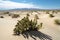 sand dunes and cacti in the desert, with oasis view in the distance