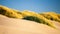 Sand dunes and grasses on a beach