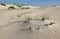 Sand dunes landscape. Fingal Bay. Australia