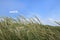 Sand dunes and marram