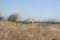 Sand dunes with marram grass and a blue sky in cadzand, holland