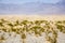 Sand Dunes of Mesquite Flats desert, Death Valley