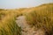 Sand dunes, native plants, and power plants on Morro Bay, California.