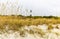 Sand Dunes on North Beach With Historic Tybee Island Light Station