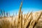 Sand Dunes, Oregon Beach, West Coast Nature and Landscape