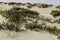 Sand dunes with plants growing on a blurred background.