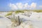 Sand Dunes and Sea Oats on a Pristine Florida Beach