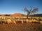 Sand dunes, tree and tussocks in Namib desert