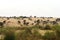 Sand dunes with trees planted in the Thar desert in Jaisalmer