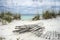 Sand Fence and Sea Oats at Florida Beach