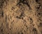 A sand frog on beach of Lake Superior at Pictured Rock National Lakeshore