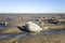 Sand Gaper in the Wadden Sea