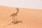 A sand gazelle in a natural reserve in the Dubai desert - UAE