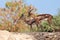 Sand gazelles in nature in UAE