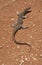 Sand goanna