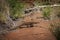 Sand goanna at rocky ground in Western Australia