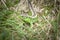 Sand green lizard in human hand without tail