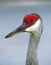 Sand Hill Crane