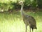 Sand Hill Crane Baby Bird in the forest