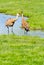 Sand-hill crane couple