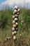 Sand hill snails gathered on the stem