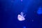 Sand jellyfish Rhopilema asamushi on blue background