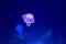 Sand jellyfish Rhopilema asamushi on blue background