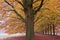 Sand lane with trees in autumn