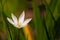 Sand lily Leucocrinum montanum) with green leaves