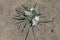 Sand lily, Leucocrinum montanum, Oregon Badlands near Bend