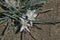 Sand lily, Leucocrinum montanum, Oregon Badlands near Bend