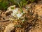 Sand Lily Pancratium maritimum growing on spanish sea shore, beach
