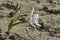 Sand lily or Sea daffodil closeup view. Pancratium maritimum, wild plant blooming Sea pancratium lily.